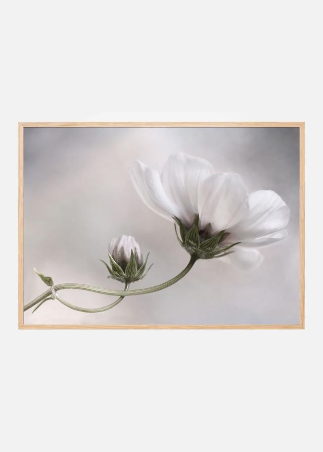 Simply Cosmos Poster