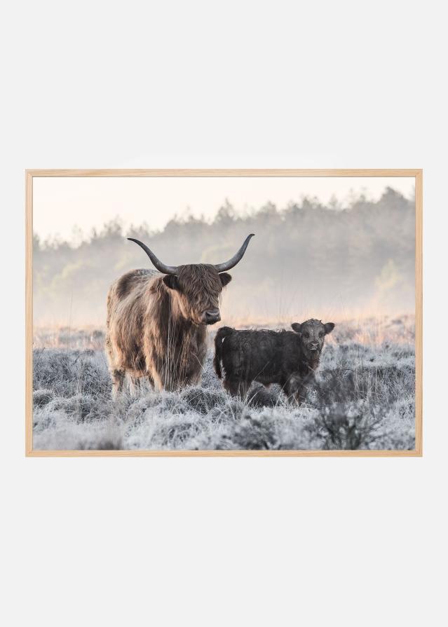Highlander and Calf Poster