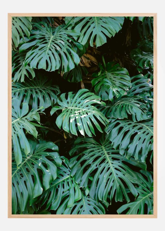 Monstera wall in Lisbon Poster