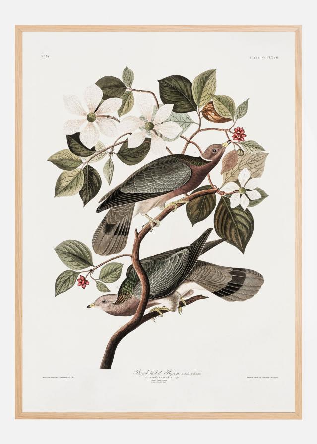 Brand Tailed Pigeon From Birds Of America (1827) Poster