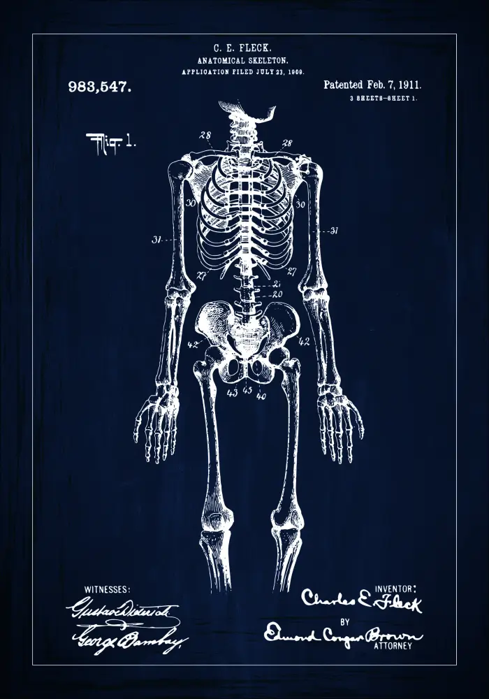Schiță - Anatomic schelet în - Albastru Poster