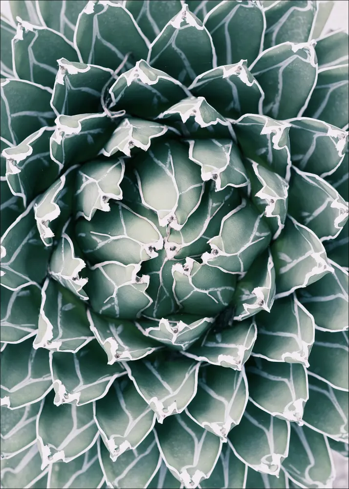 Plant Poster