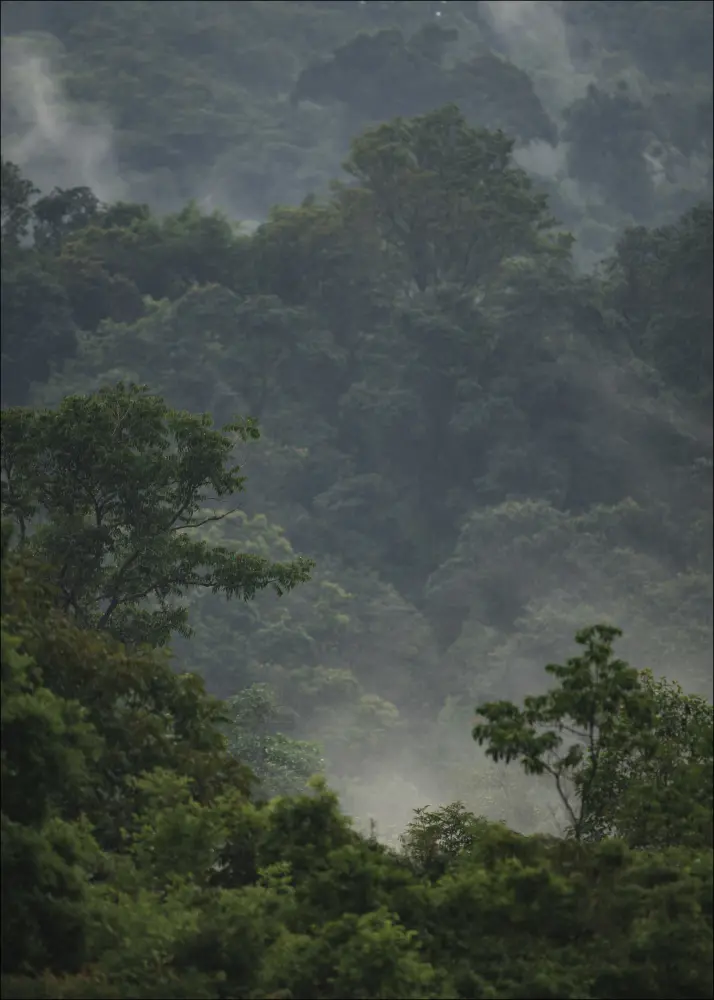 Rainforest Poster
