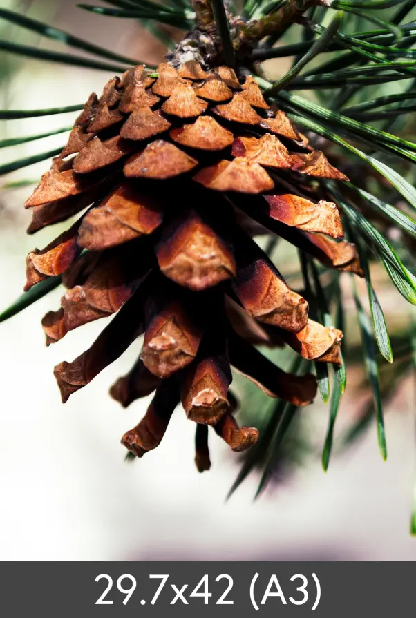 Redimensionare FineArt Bamboo 290 g