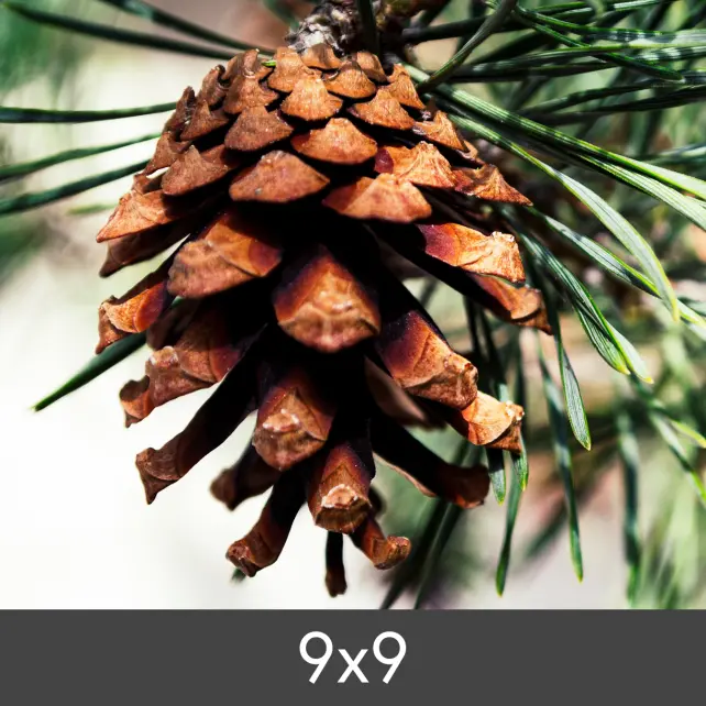 Redimensionare FineArt Bamboo 290 g