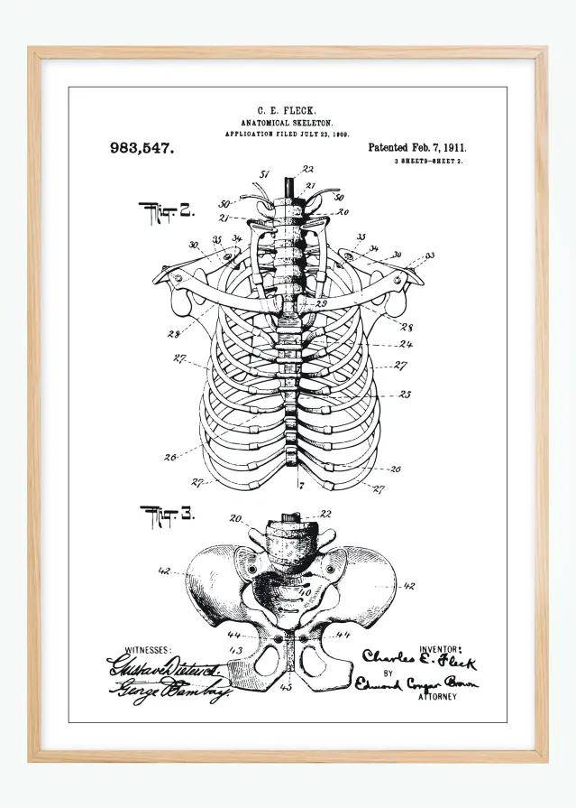 Schiță - Anatomic schelet II Poster
